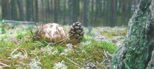 Tuoksuvalmuska – Matsutake