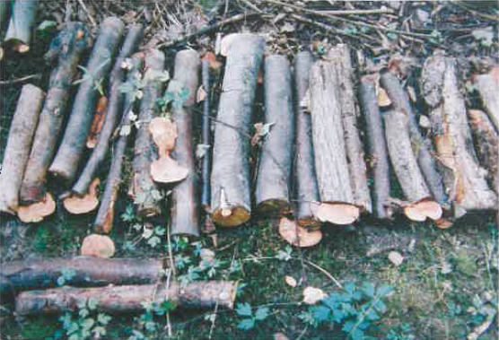 hintikka_2_2009b