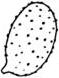 asperulate