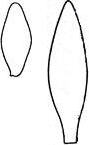 fusiform