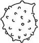 verruculose