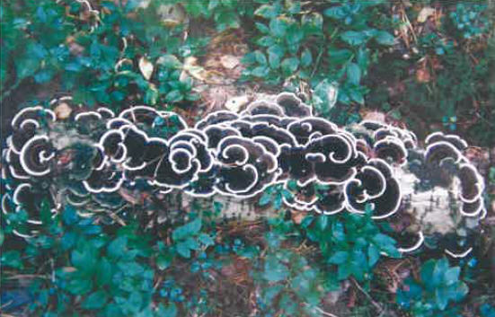 Kuva 4. Silkkivyökääpä, Trametes versicolor, muovipussissa kasvatettu puukappale jota on pidetty vuoden ajan maastossa.  Valokuva V. Hintikka.